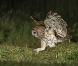 The Tawny Owl and the Fox fx9a4000