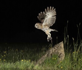 The Tawny Owl and the Fox fx9a4057 edit
