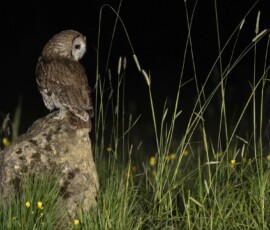 The Tawny Owl and the Fox fx9a4074