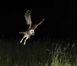 The Tawny Owl and the Fox fx9a4078