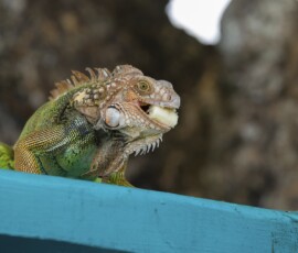 Green Iguana fx9a9056