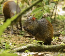 Agouti fx9a9117