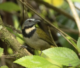 Buff-throated saltator fx9a9126