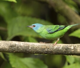 Blue Dacnis (female) fx9a9209