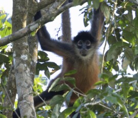 Spider Monkey fx9a9285