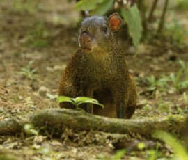 Agouti fx9a9338