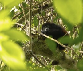 Howler Monkey fx9a9376