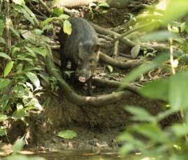 Collared Peccary fx9a9393