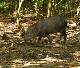 Collared Peccary fx9a9401