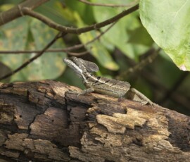 Brown Basilisk fx9a9425