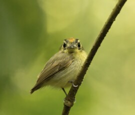 Golden-crowned Spadebill fx9a9442