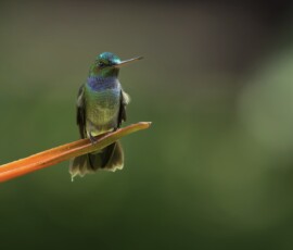 Charming Hummingbird fx9a9782