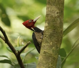 Pale-billed Woodpecker fx9a9852
