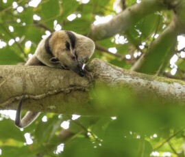 Northern Tamandua fx9a9883