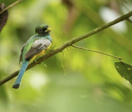 Graceful Black-throated Trogon fx9a9906