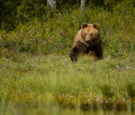 Brown Bears 4t3a4619