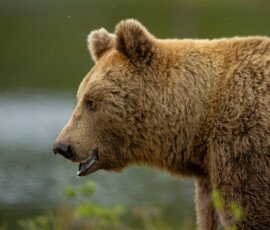 Brown Bears 4t3a4669