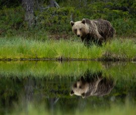 Brown Bears 4t3a4761