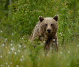 Brown Bears 4t3a5116