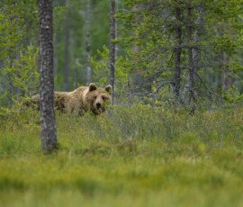 Brown Bears 4t3a5215