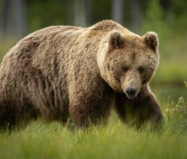 Brown Bears 4t3a5266
