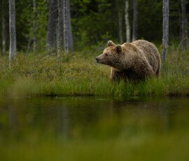 Brown Bears 4t3a5389