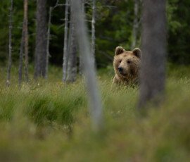Brown Bears 4t3a5426