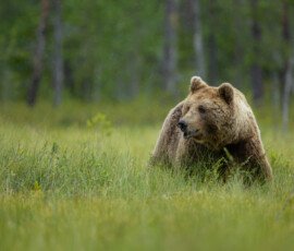 Brown Bears 4t3a5475