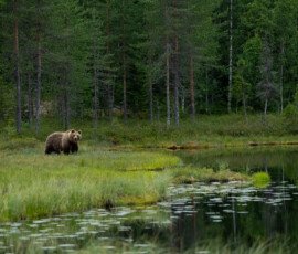 Brown Bears 4t3a5674