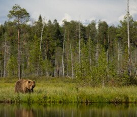 Brown Bears 4t3a6154