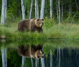 Brown Bears 4t3a6475