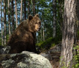 Brown Bears 4t3a6702