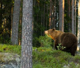 Brown Bears 4t3a6797