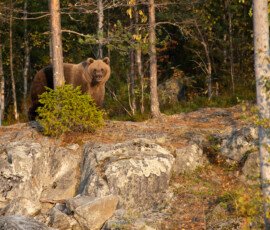 Brown Bears er2i7820