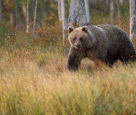 Brown Bears er2i7853