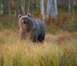 Brown Bears er2i7863 enhanced nr