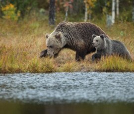 Brown Bears er2i8043