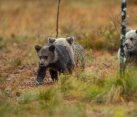 Brown Bears er2i8149