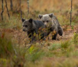 Brown Bears er2i8153 enhanced nr edit