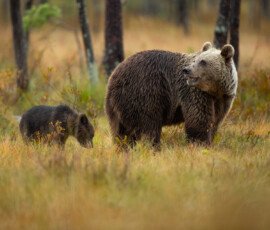 Brown Bears er2i8162
