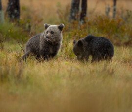 Brown Bears er2i8170