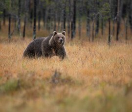 Brown Bears er2i8295 enhanced nr