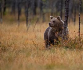 Brown Bears er2i8308