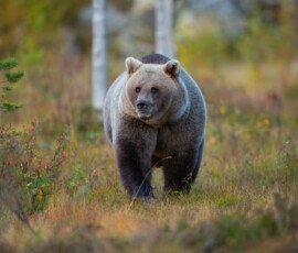 Brown Bears er2i8501 enhanced nr