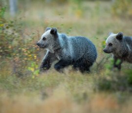Brown Bears er2i8544 edit