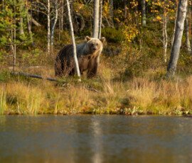 Brown Bears er2i8769