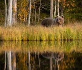 Brown Bears er2i8845 edit