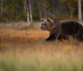 Brown Bears er2i8894