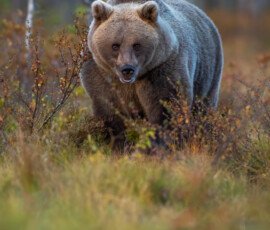 Brown Bears er2i8935 edit