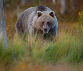 Brown Bears er2i8962 enhanced nr